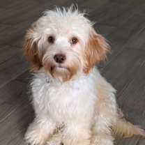 Thumbnail photo of Benny #2