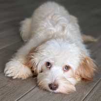 Thumbnail photo of Benny #3