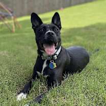 Thumbnail photo of Tweety - KA #1