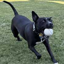 Thumbnail photo of Tweety - KA #2