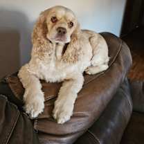 Thumbnail photo of Coco #1