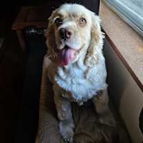 Thumbnail photo of Coco #2