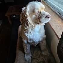 Thumbnail photo of Coco #3