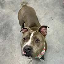 Thumbnail photo of Garland #1