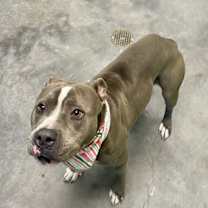 Thumbnail photo of Garland #4