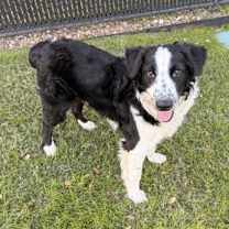 Thumbnail photo of Oscar #4