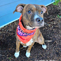 Thumbnail photo of Little Bit #2