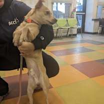 Thumbnail photo of Charly #2