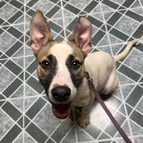 Thumbnail photo of Bo  #1