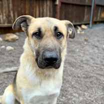 Thumbnail photo of Strauss #2