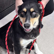 Thumbnail photo of Luna #2