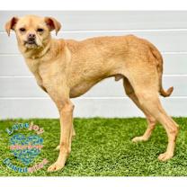 Thumbnail photo of Bucky COH #1