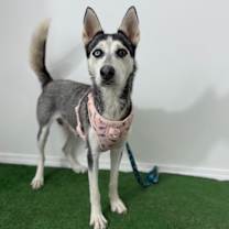 Thumbnail photo of Sasha #2