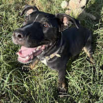 Thumbnail photo of Turtle - KA #1