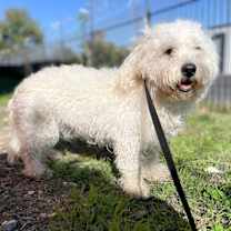 Thumbnail photo of Nico #2