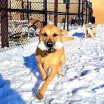 Thumbnail photo of Scoobie #4