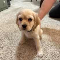 Thumbnail photo of Murphy #2