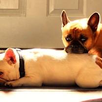 Thumbnail photo of Doja & Jameson bonded pair #4