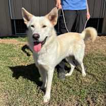 Thumbnail photo of Griffon #4