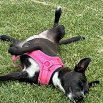 Thumbnail photo of Lunetta #3