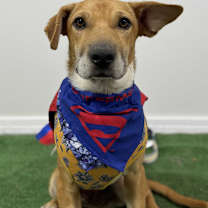 Thumbnail photo of Simba #1