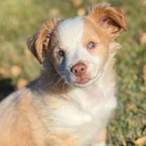 Thumbnail photo of Samson #1