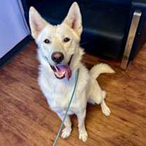 Thumbnail photo of Griffon #1