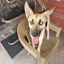 Thumbnail photo of Bailey #1