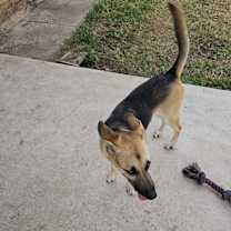 Thumbnail photo of Bailey #2