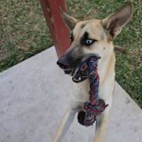 Thumbnail photo of Bailey #3