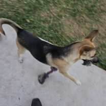 Thumbnail photo of Bailey #4