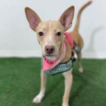 Thumbnail photo of Sisi #3