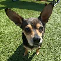 Thumbnail photo of Peanuttles #4