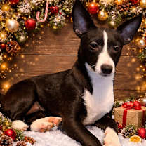 Thumbnail photo of Opal #1