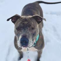 Thumbnail photo of Alice Walker #2