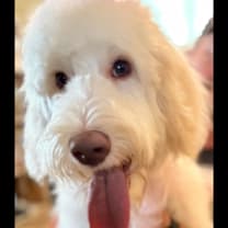 Thumbnail photo of Millie #4