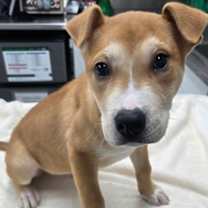 Thumbnail photo of 161643 #1