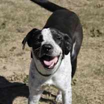 Thumbnail photo of Penelope - KA #1