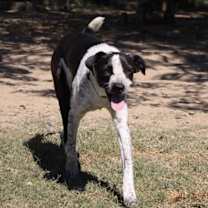 Thumbnail photo of Penelope - KA #3