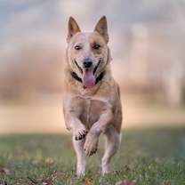 Thumbnail photo of Nessie #1