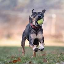 Thumbnail photo of Sundance #3