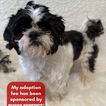 Thumbnail photo of Oreo #1