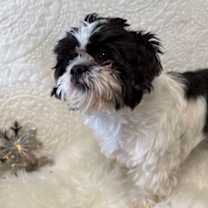 Thumbnail photo of Oreo #2