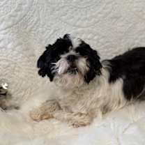 Thumbnail photo of Oreo #3