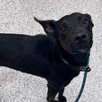 Thumbnail photo of Mayflower - 2 #1