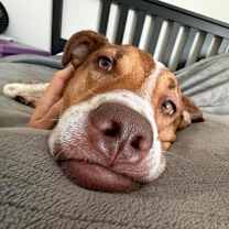 Thumbnail photo of Tulip #2