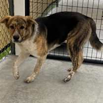 Thumbnail photo of Oreo #1