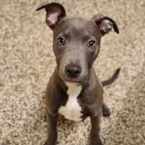 Thumbnail photo of Kringle #1