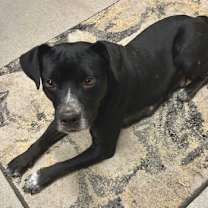 Thumbnail photo of Momma Smurf #2