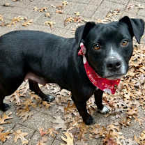 Thumbnail photo of Momma Smurf #3